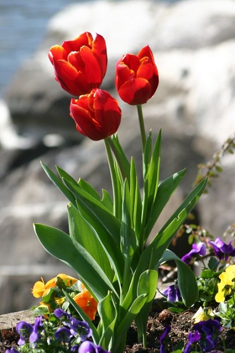 Bord du lac Montreux - 083